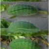 pol icarus larva5 volg13